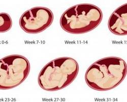 Почему беременность считают с первого дня месячных Беременность считают со дня зачатия